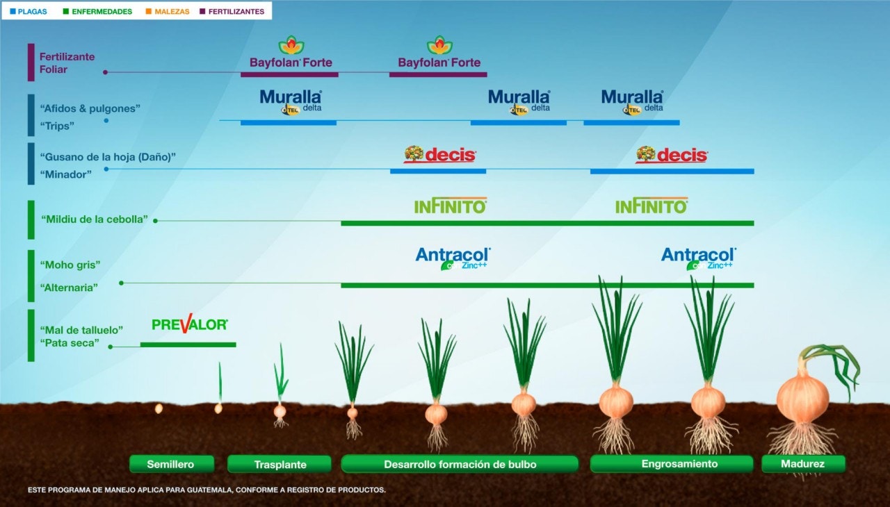 Fenología Arroz