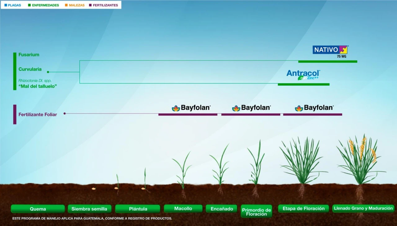 Fenología Arroz