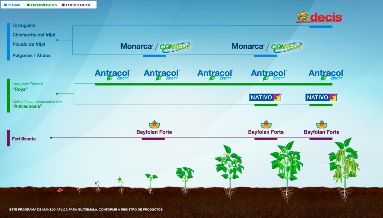 Fenología Arroz